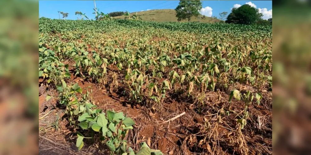 Crise gera danos e prejuízos principalmente aos agricultores e pecuaristas, além de afetar o abastecimento de água