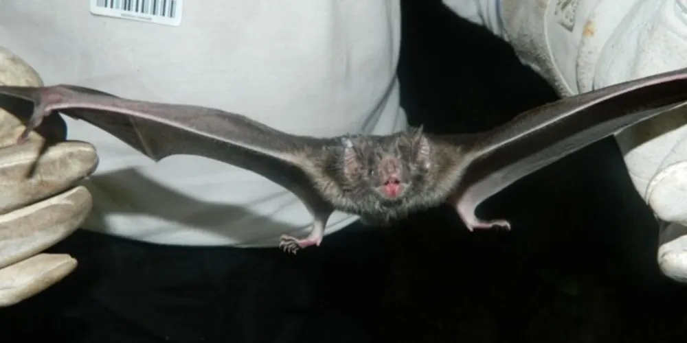 Em dois casos, doença foi causada por mordida de um mesmo morcego