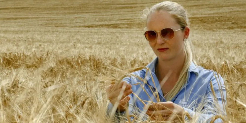 As regiões de Ponta Grossa e de Guarapuava lideram a produção de cevada no Paraná