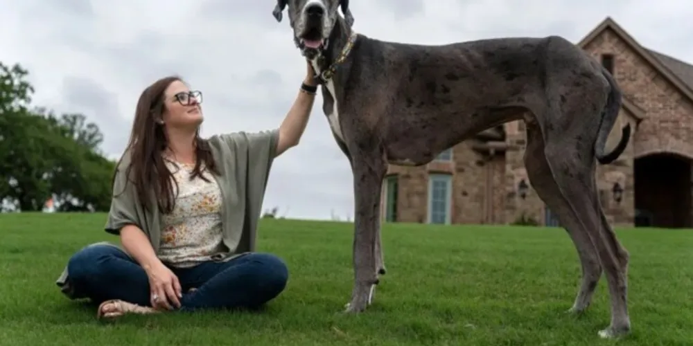 Dogue alemão que vive no Texas tem 1,046 metro de altura