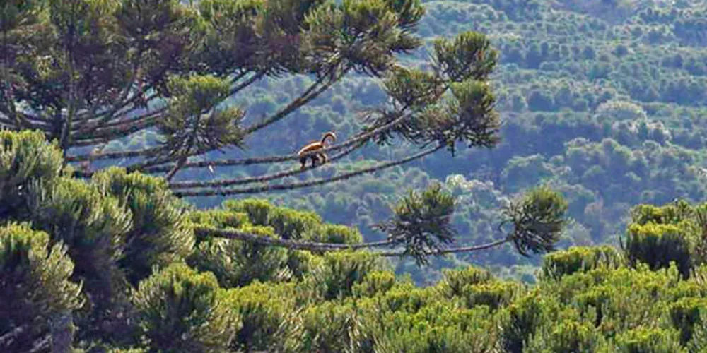 Inscrições estão abertas e vão até o dia 13 de maio