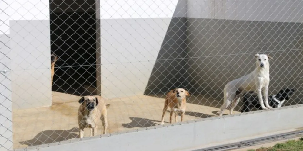 Atendimento deve ser previamente agendado por meio dos protetores cadastrados junto ao canil