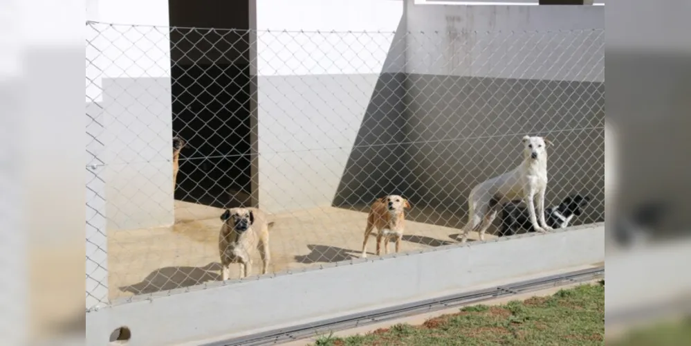 Atendimento deve ser previamente agendado por meio dos protetores cadastrados junto ao canil