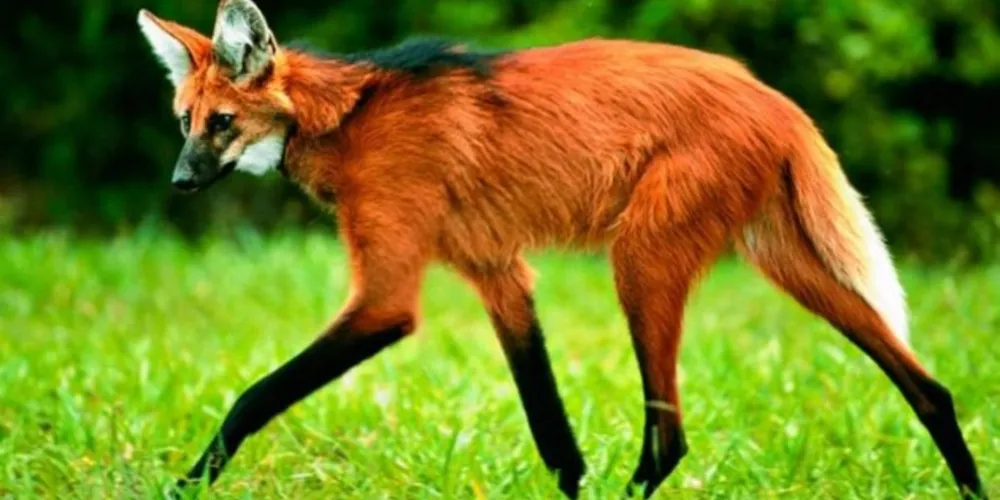 Animal é considerado símbolo do Brasil e chegou a estampar a nota de R$ 200,00 no ano de 2020.