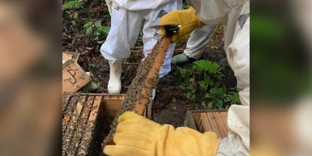 Município conta com aproximadamente 200 apicultores