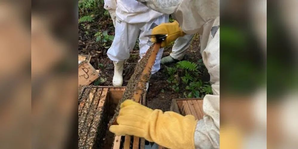 Município conta com aproximadamente 200 apicultores