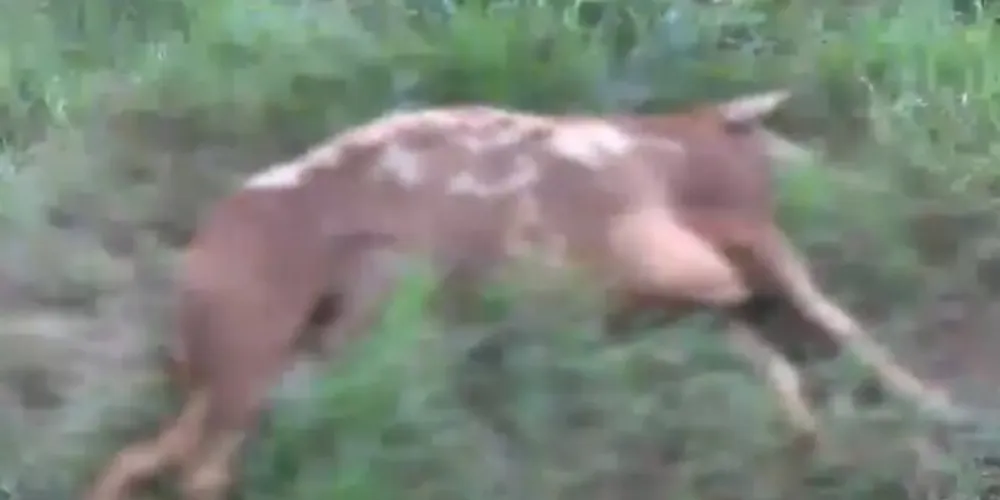 Os ataques acontecem desde o início do mês e o último foi registrado na madrugada desta quarta-feira