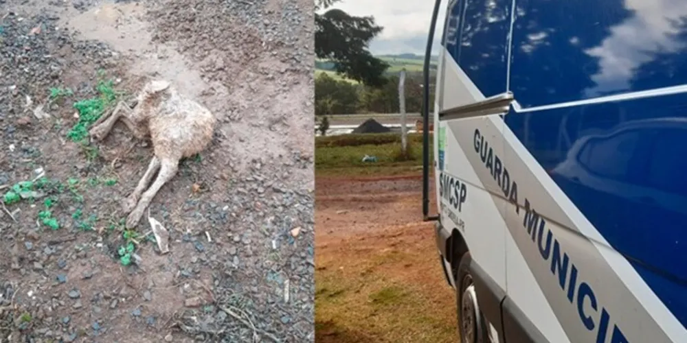 Caso ocorreu durante a manhã desta terça-feira (12), na região da Boa Vista