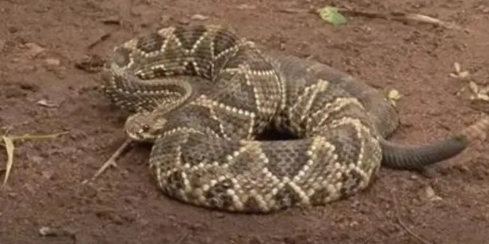 Mulher mordida por cascavel mantinha 110 cobras em casa