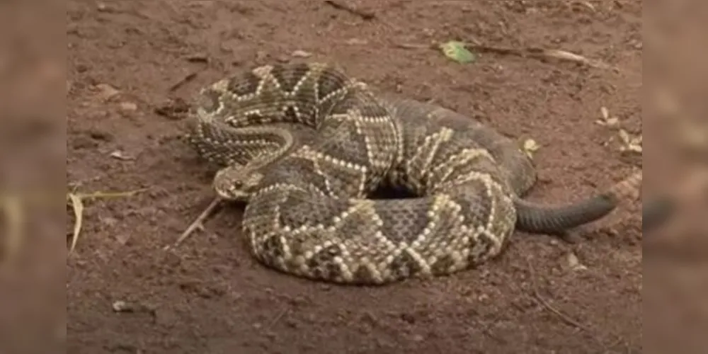 Mulher mordida por cascavel mantinha 110 cobras em casa