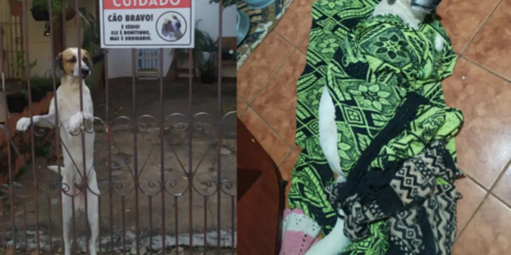 Casal de de Minas Gerais conquistou a internet ao compartilharem a placa feito para Zero, o cão de estimação da família.