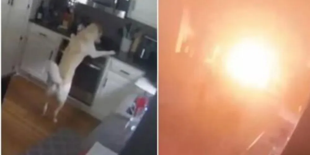 Cachorro incendeia casa após ligar as chamas do fogão