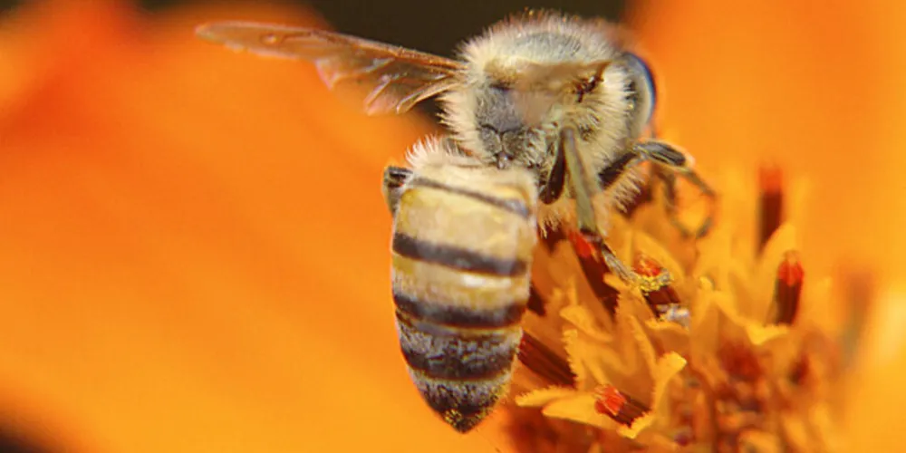 Imagem ilustrativa da imagem Dia Mundial das Abelhas é tema da 42ª videoaula do Vamos Ler