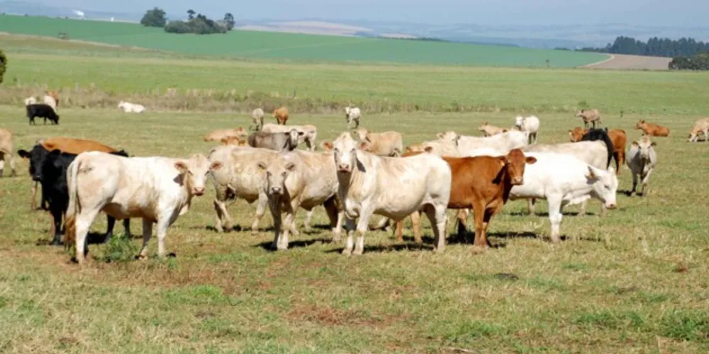 Produtores que não cumprirem a exigência não poderão fazer a movimentação de animais entre propriedades e para abate nos frigoríficos