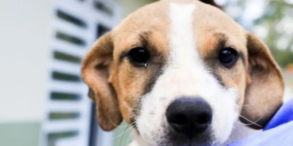 Os cadastros poderão ser realizados em sete Unidades de Saúde