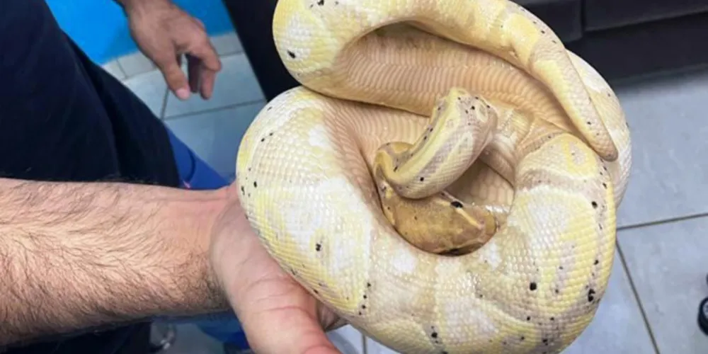 Polícia Militar do Paraná apreende animais silvestres e grande variedade de cobras