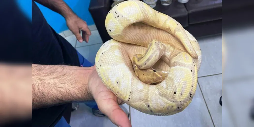 Polícia Militar do Paraná apreende animais silvestres e grande variedade de cobras