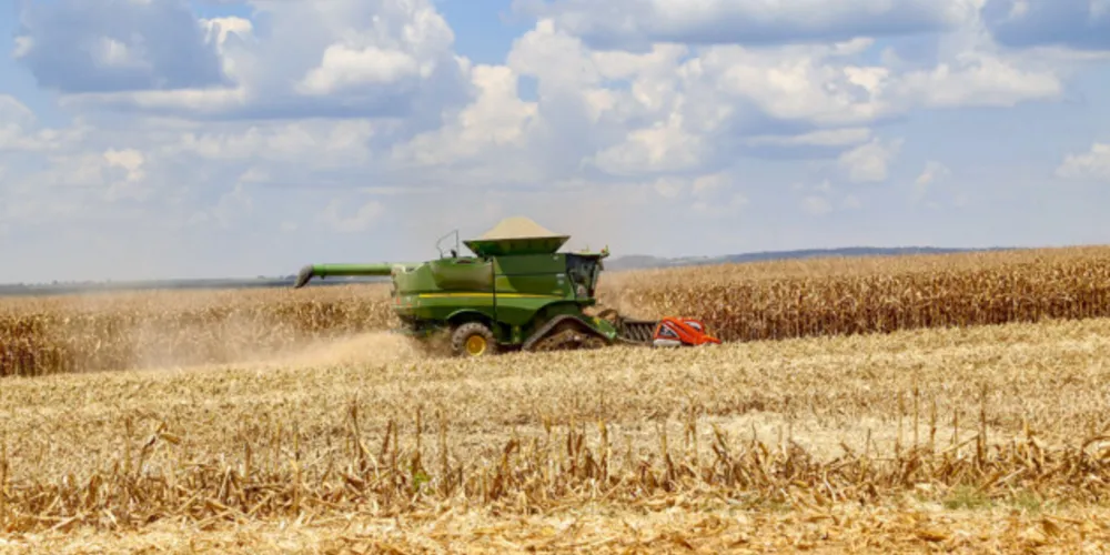 Alta na produção de milho contribui para o crescimento da produção estadual e regional