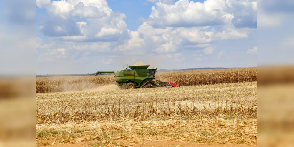 Alta na produção de milho contribui para o crescimento da produção estadual e regional