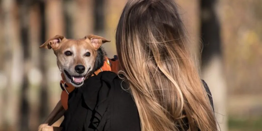 País tem quase 140 milhões de animais de estimação