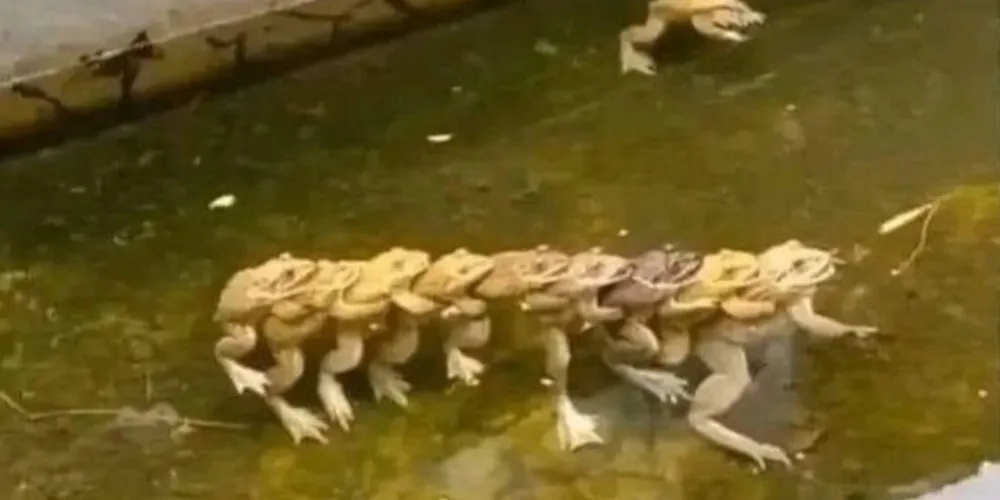 'Bonde de anfíbios' é sucesso na internet e gera teorias