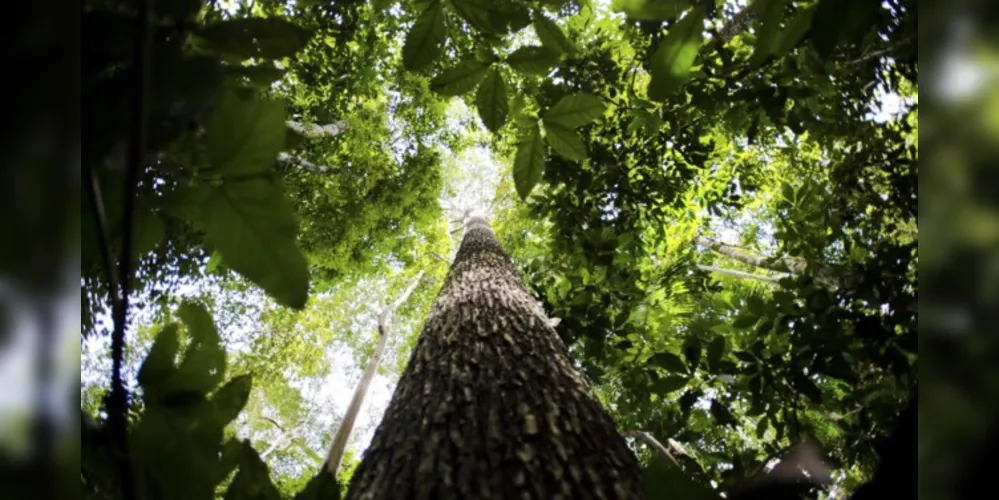 A Amazônia é a maior floresta tropical do mundo