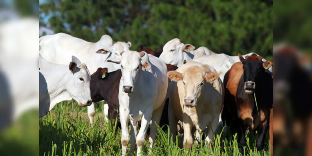 A atualização do rebanho paranaense é pré-requisito para manutenção do status paranaense de livre de Febre Aftosa sem vacinação, importante para abertura de mercados internacionais para qualquer produto agropecuário paranaense.