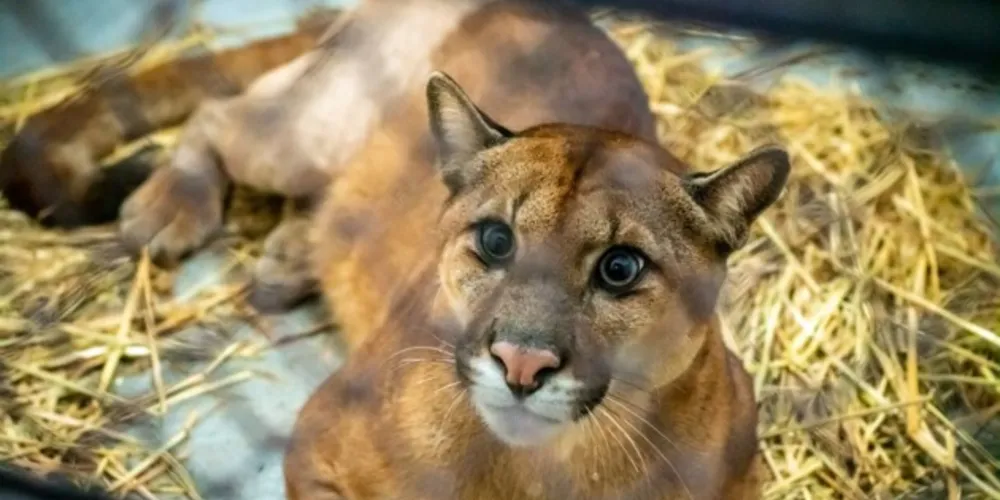 A onça, que ganhou o nome de Leôncio, voltou a viver na natureza no último fim de semana.