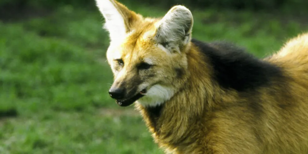 Paraná inicia atualização da lista estadual de espécies de fauna silvestre ameaçadas de extinção.