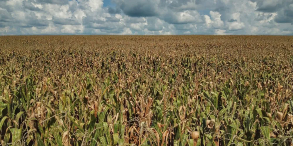 O milho tem 18% da área plantada em floração, 80% em frutificação e 2% em maturação