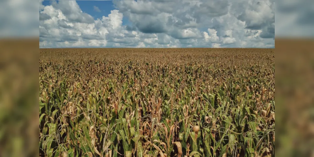 O milho tem 18% da área plantada em floração, 80% em frutificação e 2% em maturação