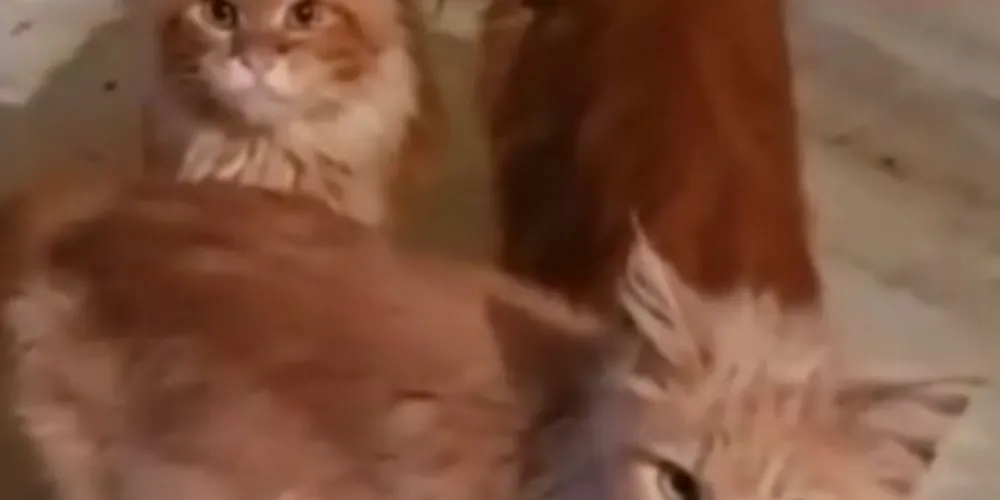 A polícia acredita que ela esteja morta há duas semanas