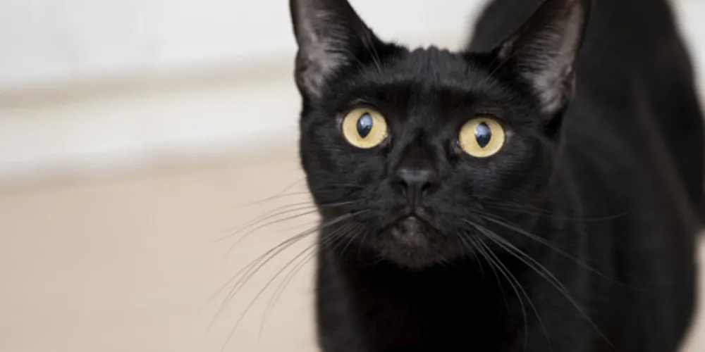 Sexta-feira 13 e gatos pretos: animais correm perigo