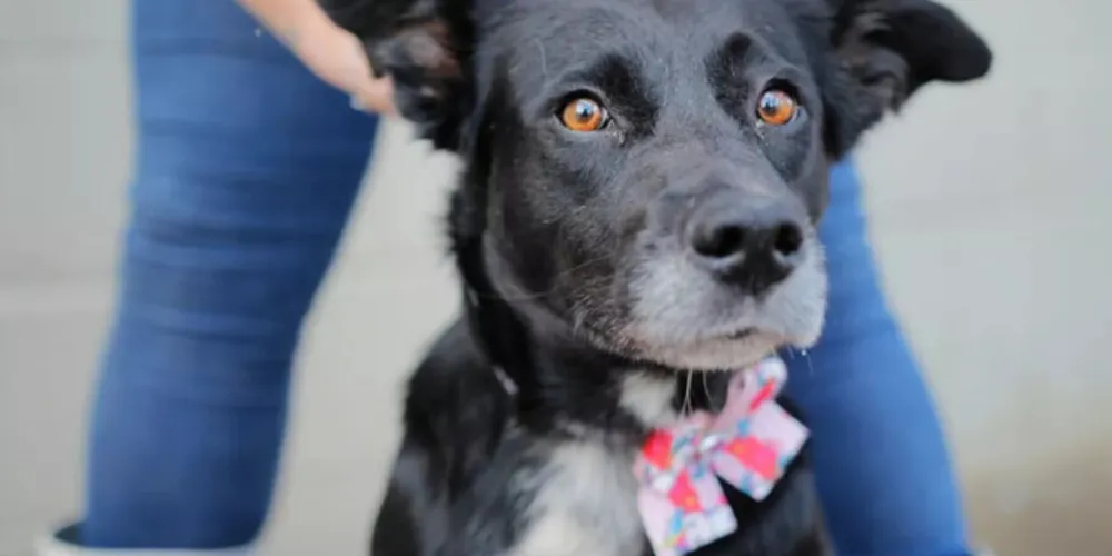 Famílias já podem se inscrever para realizar as castrações dos pets.