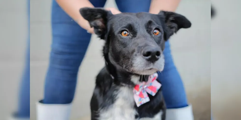 Famílias já podem se inscrever para realizar as castrações dos pets.