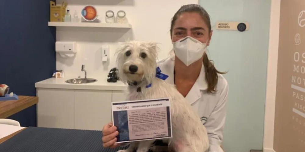 Terapia celular proporciona ao animal a possibilidade de conviver melhor com a doença
