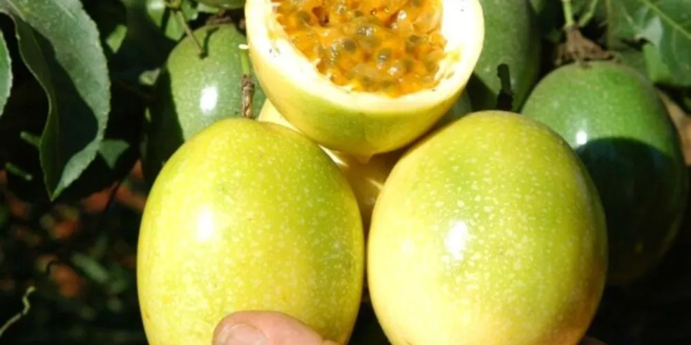 Encontro de fruticultores reuniu mais de 120 pessoas de 20 municípios