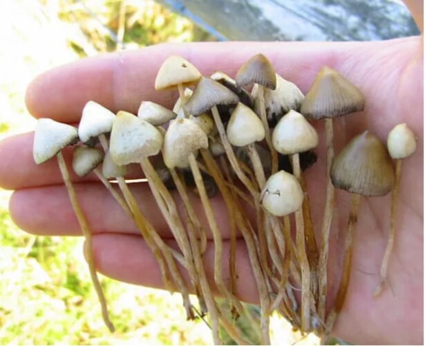 Belos registros dos alunos mostram diversidade de fungos encontrados no dia a dia