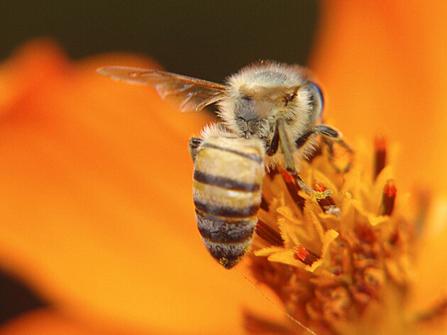 Imagem ilustrativa da imagem Dia Mundial das Abelhas é tema da 42ª videoaula do Vamos Ler