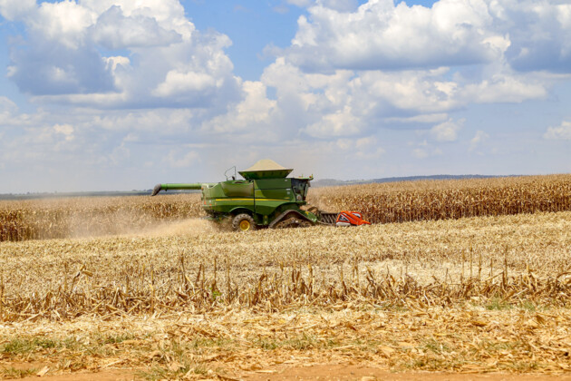 Colheita de milho de segunda safra já foi iniciada nos municípios paranaenses