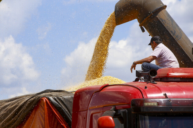 Enquanto a projeção do milho sobe, há confirmação de perdas de 9 milhões de toneladas na soja