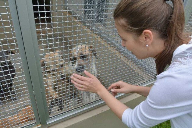 CRAR abre cadastro para castração de animais