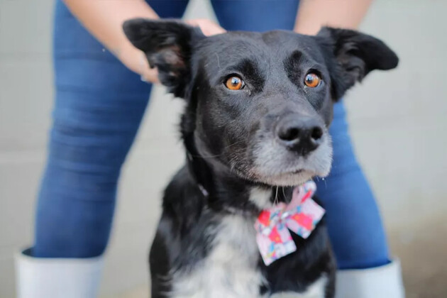 Famílias já podem se inscrever para realizar as castrações dos pets.