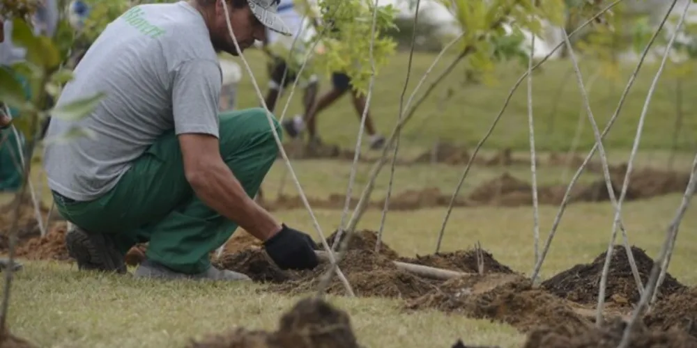 Dia da Árvore: projeto ajuda a reflorestar bioma 100% brasileiro
