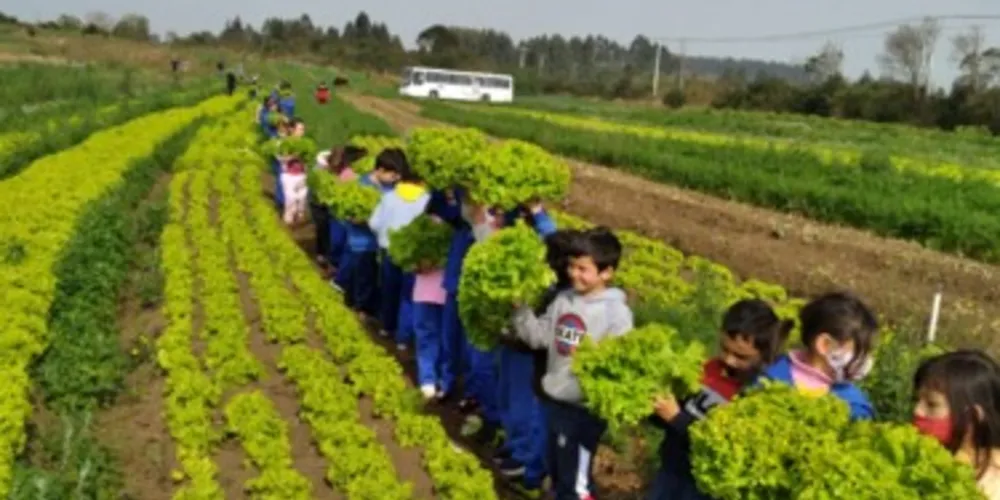 Alunos puderam colher diversos alimentos, como alface, beterraba e cenoura