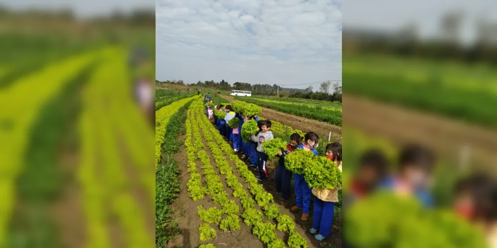 Alunos puderam colher diversos alimentos, como alface, beterraba e cenoura