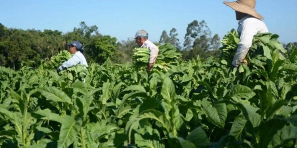 No ranking nacional, São João do Triunfo ficou atrás apenas do município de Canguçu, localizado no Rio Grande do Sul, que produziu cerca de 18.845 toneladas