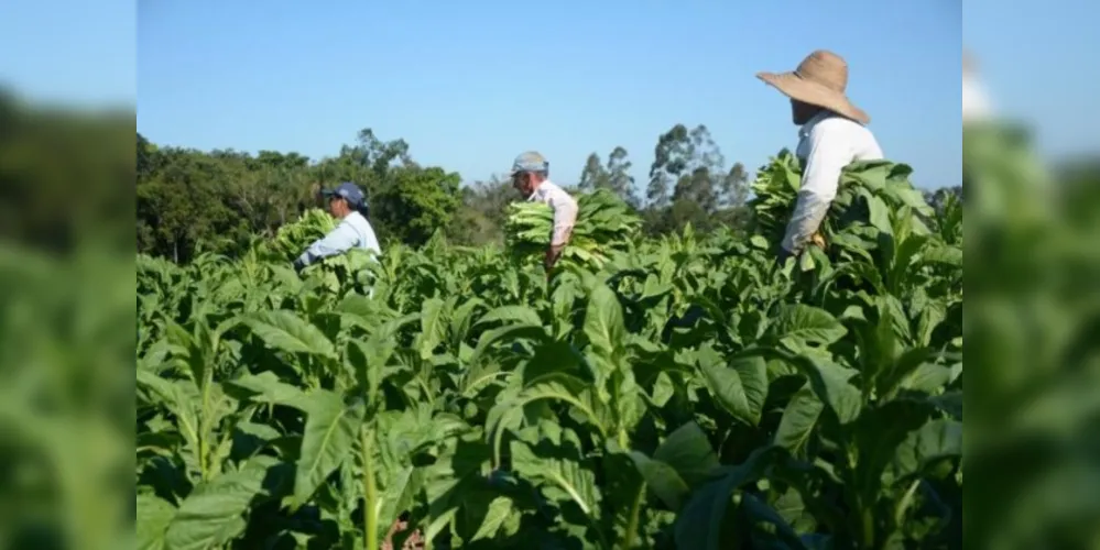 No ranking nacional, São João do Triunfo ficou atrás apenas do município de Canguçu, localizado no Rio Grande do Sul, que produziu cerca de 18.845 toneladas