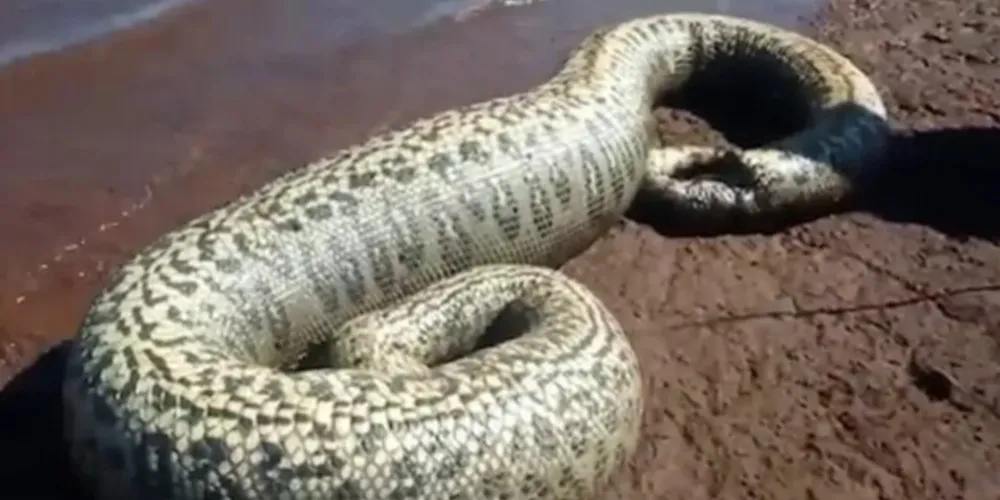 Animal estava morto às margens do Lago de Itaipu