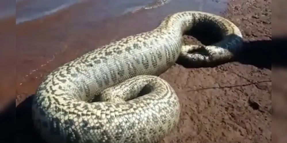 Animal estava morto às margens do Lago de Itaipu